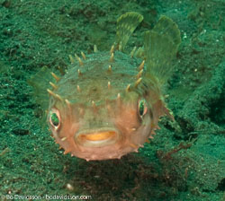 BD-090928-Lembeh-9284811-Cyclichthys-orbicularis-(Bloch.-1785)-[Birdbeak-burrfish].jpg